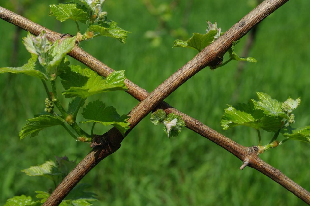 Weingut- Gaestezimmer Marko Leutschach Bagian luar foto