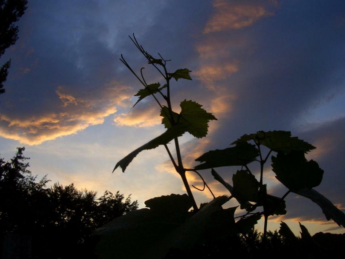 Weingut- Gaestezimmer Marko Leutschach Bagian luar foto
