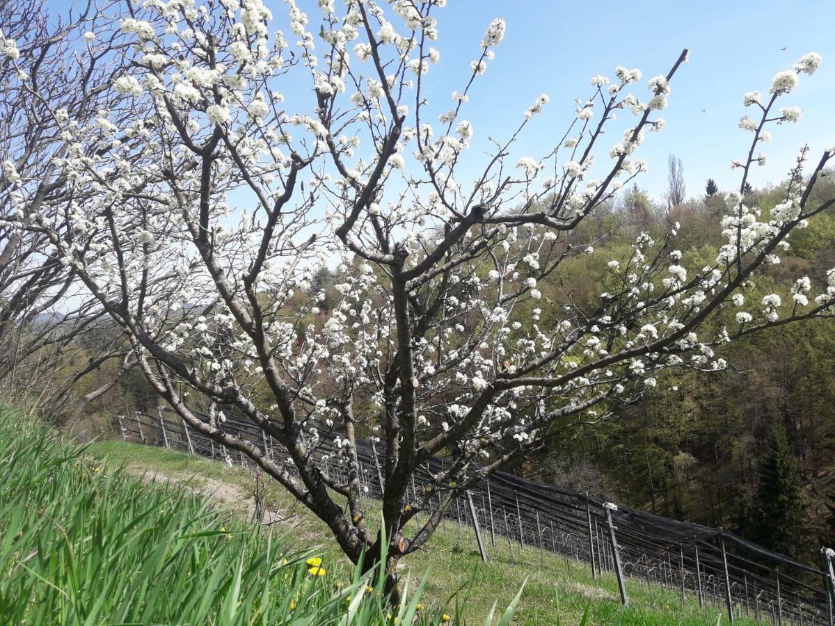 Weingut- Gaestezimmer Marko Leutschach Bagian luar foto